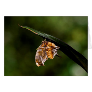 Papillon de point d'interrogation