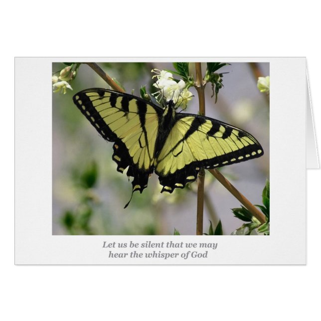 Papillon de Whisper (Devant horizontal)