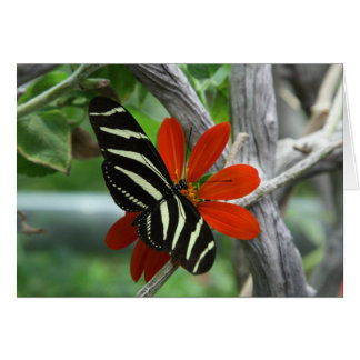 Papillon de zèbre
