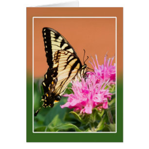 Papillon d'épaisse du tigre oriental