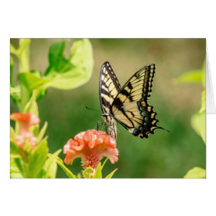 Papillon d'épaisse du tigre oriental