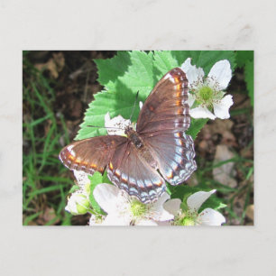 Papillon Diana ~ carte postale