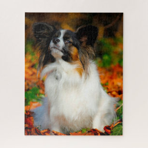 Papillon Dog.