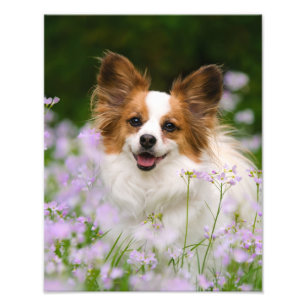 Papillon Dog Niedlich Romantisches Portrait Foto -