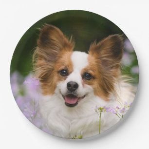 Papillon Dog Niedlich Romantisches Portrait Foto - Pappteller