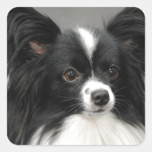 Papillon Dog Stickers