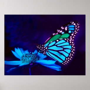 Papillon en affiche bleue