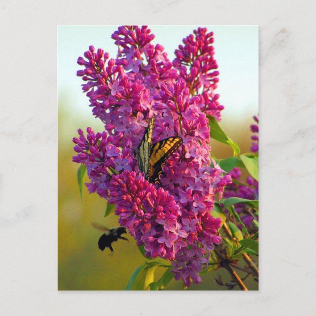 Papillon et abeille sur la carte postale Lilac (Devant)