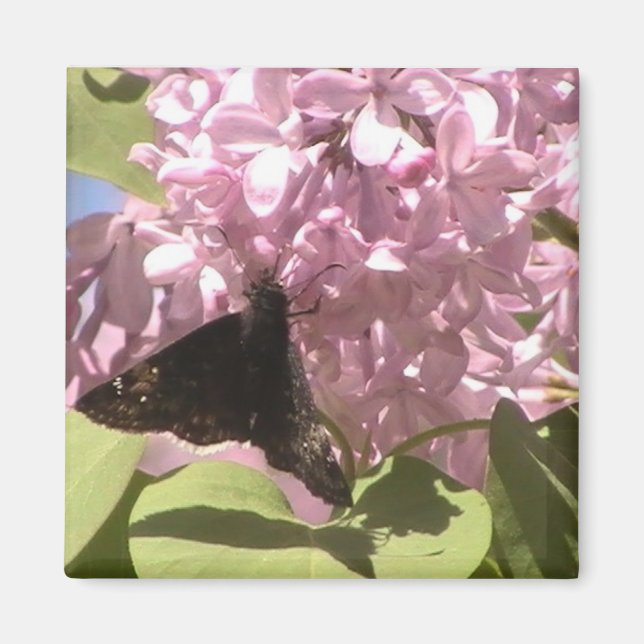 Papillon et aimant Lilacs (Devant)