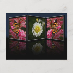 Papillon et carte postale Dahlia