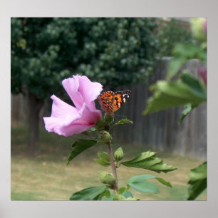 Papillon et Rose de Sharon Poster / Imprimer