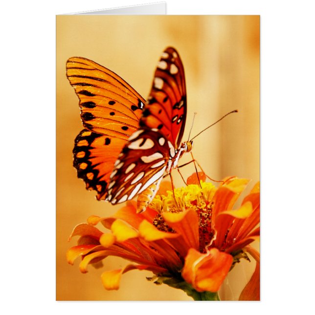 Papillon et Zinnia (Devant)