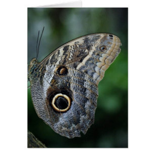 Papillon Extraordinaire Caligo Eurilochus