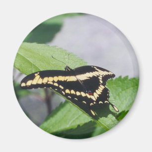 Papillon géant de machaon - aimant