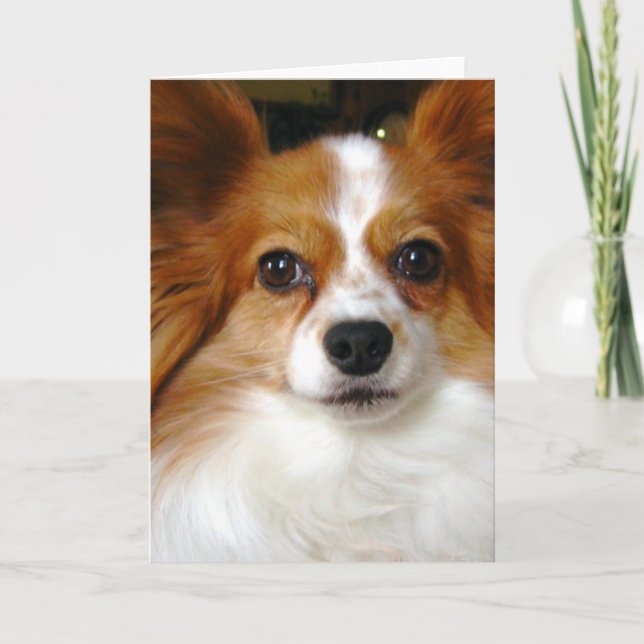 Papillon Gruß-Karte Karte (Vorderseite)