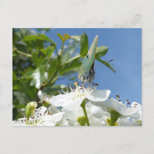 Papillon Hairstreak vert do-it-yourself carte post
