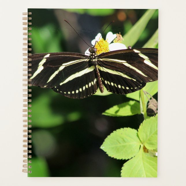 Papillon Heliconius Charithonia (Devant)