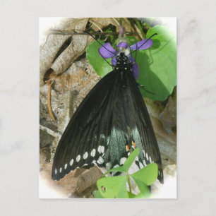 Papillon Homme Spicebush sur carte postale Violet