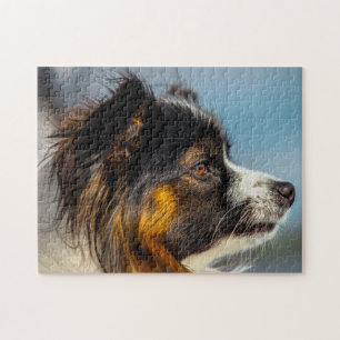 Papillon-Hund