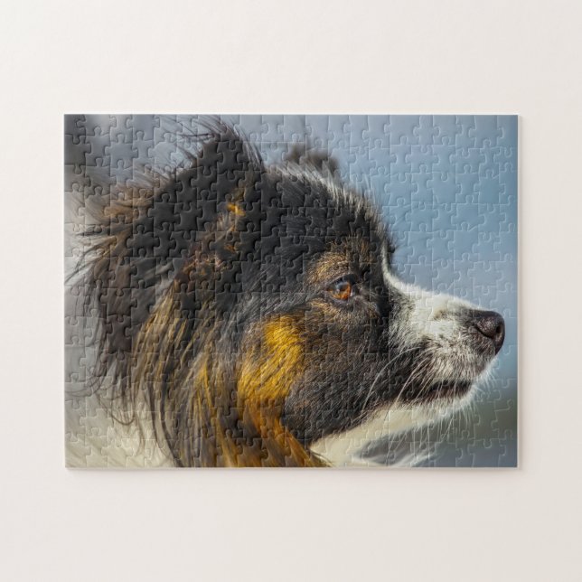 Papillon-Hund (Horizontal)