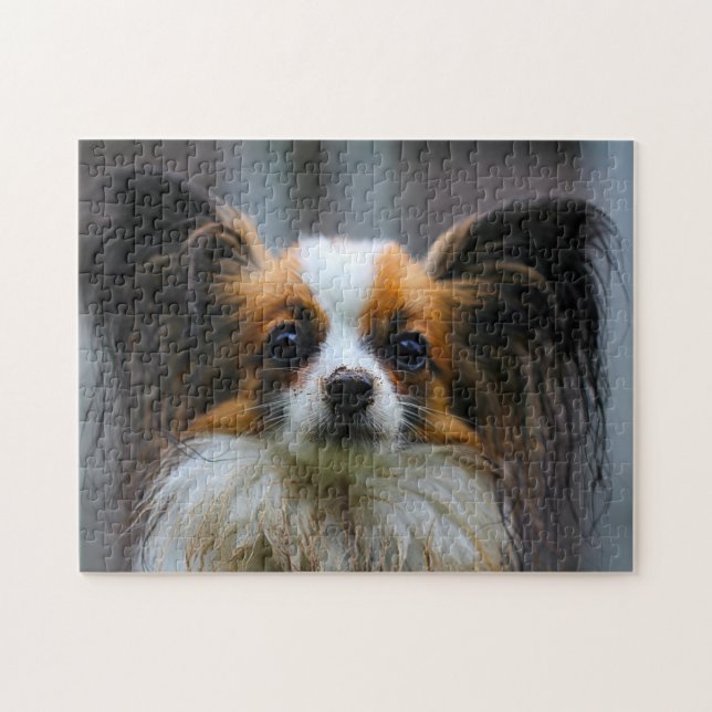 Papillon-Hund. (Horizontal)