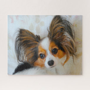 Papillon-Hund.