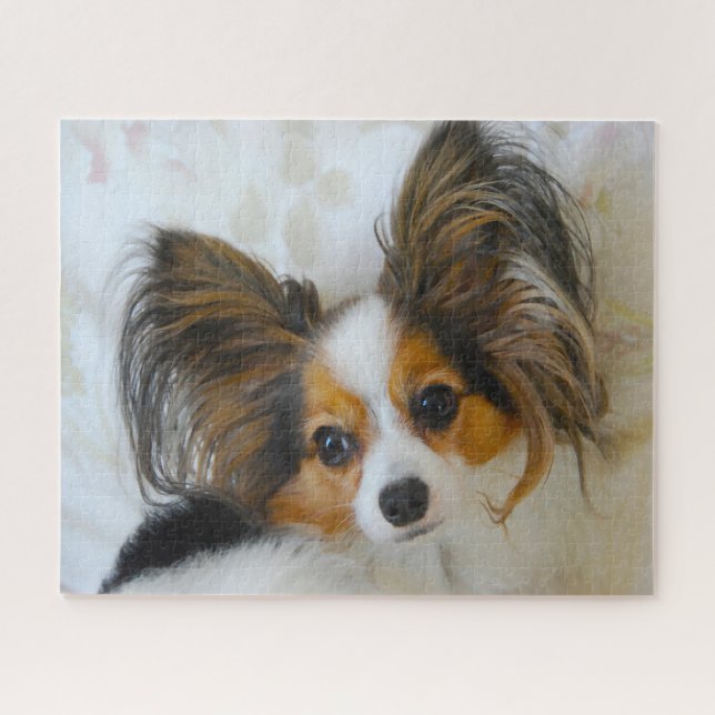 Papillon-Hund. (Horizontal)