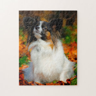Papillon-Hund.