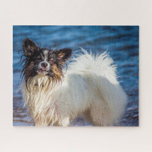 Papillon-Hund.