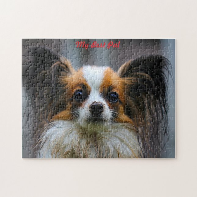 Papillon-Hund. (Horizontal)