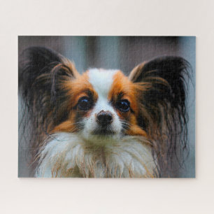 Papillon-Hund.