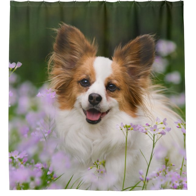 Papillon Hundeniedliches Porträt, Wanne Duschvorhang (Vorderseite)