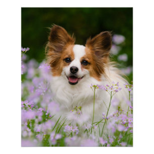 Papillon Hundeniedliches romantisches Porträt, Poster