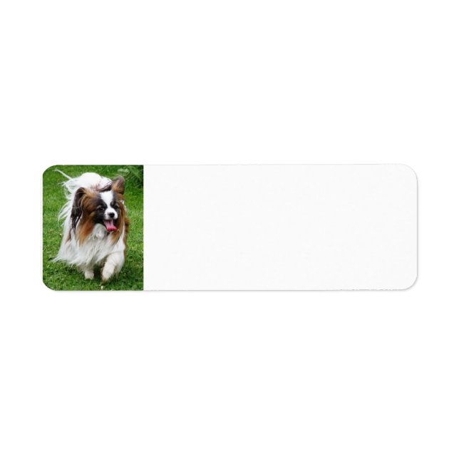 Papillon_in-Bewegung (Vorne)