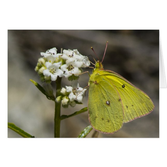 Papillon jaune (Devant horizontal)