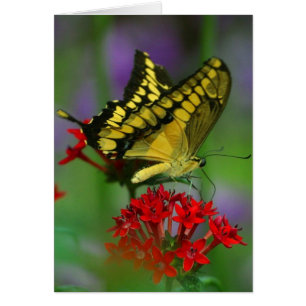 Papillon jaune et noir