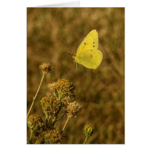 Papillon Jaune Fleurs d'Automne 
