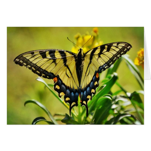 Papillon jaune Numéro de la carte 6:25 (Devant horizontal)