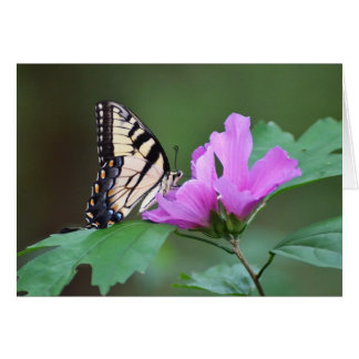 Papillon jaune sur les positions roses