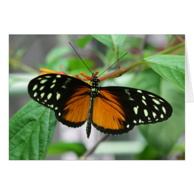 papillon longwing de hecale (Devant horizontal)