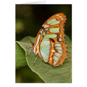 Papillon malachite perché sur une feuille