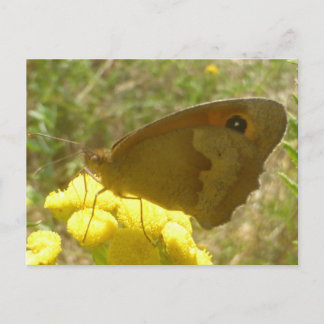 Papillon Marron des Prairies en Gros Plan Carte Po