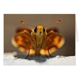 Papillon me regardant