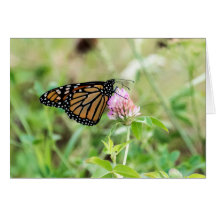 Papillon Monarque