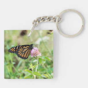 Papillon monarque