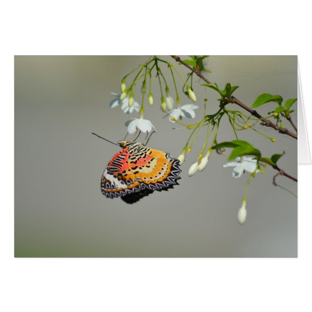 Papillon monarque (Devant horizontal)