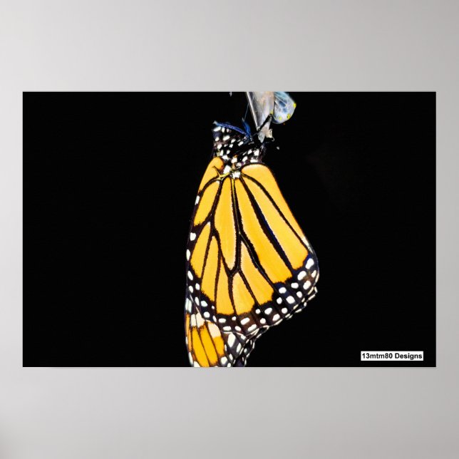 Papillon Monarque 2022 - Affiche (Devant)
