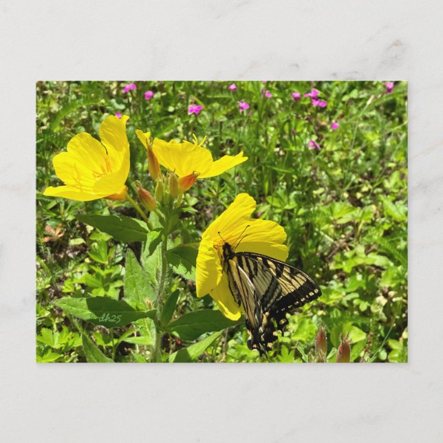Papillon monarque, carte postale ©️ dh (Devant)