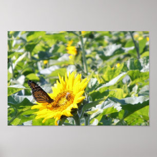 Papillon monarque sur affiche de tournesol