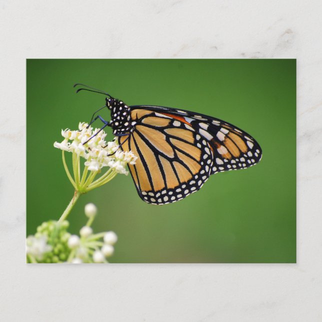 Papillon Monarque sur carte postale de Milkweed ma (Devant)